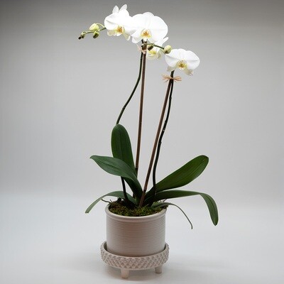 Bridgerton Orchid