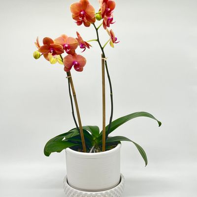 Bridgerton Orchid