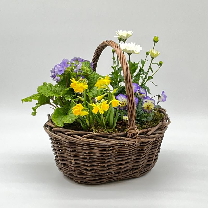 Spring Plant Basket