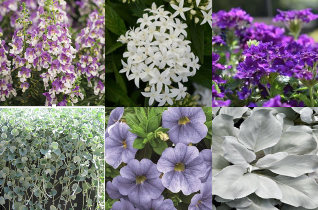 Purple Haze Full Sun Collection