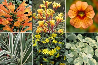 Banana Split Full Sun Container Collection