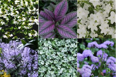 Queen of The Nile Part Sun Collection