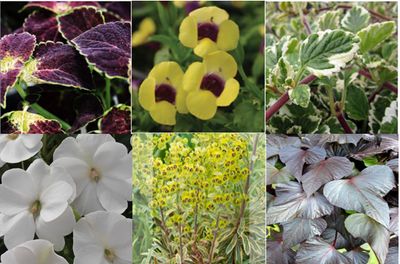 Champagne Party Part Sun Collection