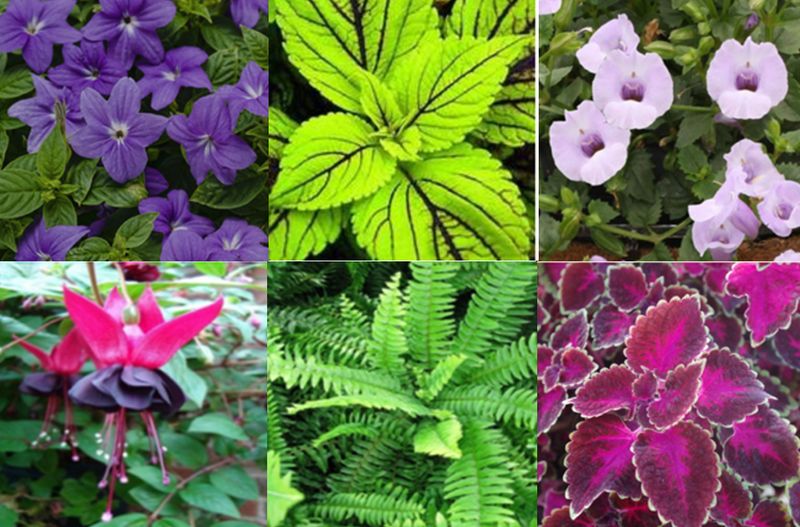 Lavender Love Shade Collection