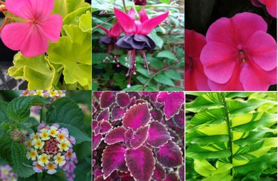 Pink Lemonade Part Sun Collection