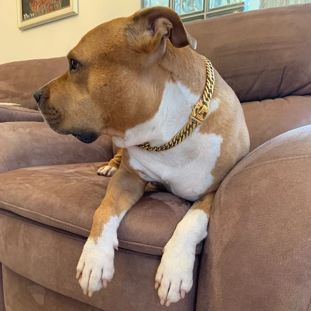 Gold Stainless Steel Dog Chain
