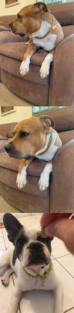 Gold Stainless Steel Dog Chain