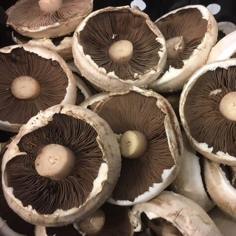 FLAT MUSHROOMS PER KG