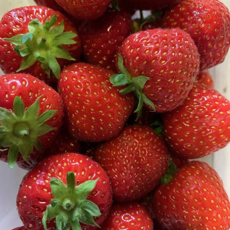 STRAWBERRIES PER PUNNETT