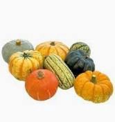 SQUASH &amp; GOURD PER KG
