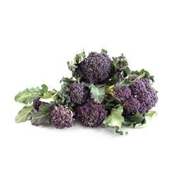 PURPLE SPROUTING per KG