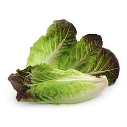 ORGANIC COS LUTTUCE EACH