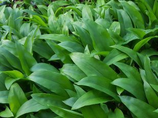 WILD FRESH GARLIC 100G