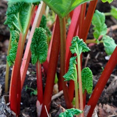 ORGANIC RHUBARB KG