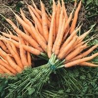 ORGANIC CARROTS BUNCHED EACH