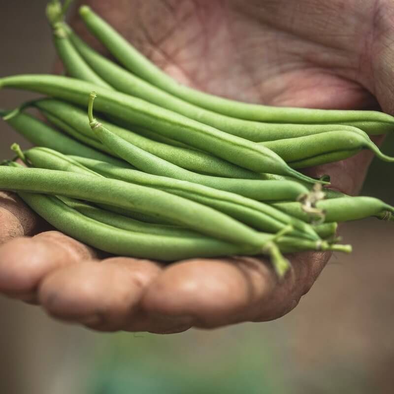ORGANIC FRENCH BEANS PER PACK