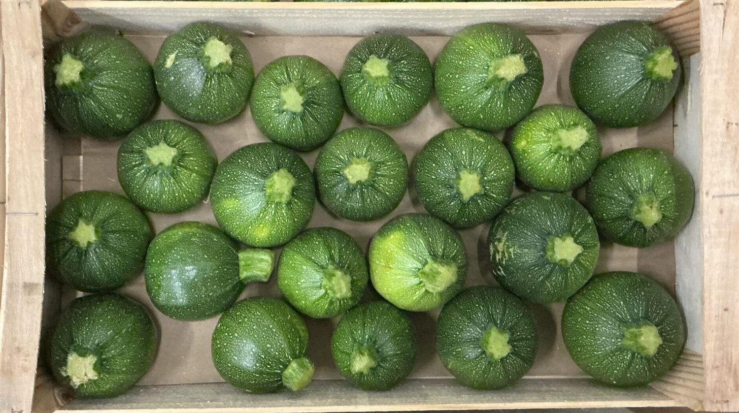ORGANIC ROUND COURGETTE