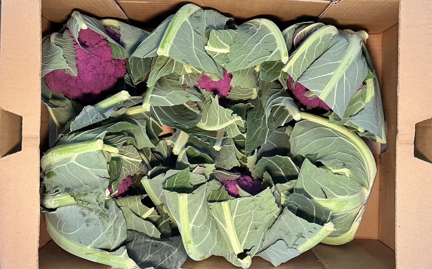 ORGANIC CAULIFLOWER PURPLE