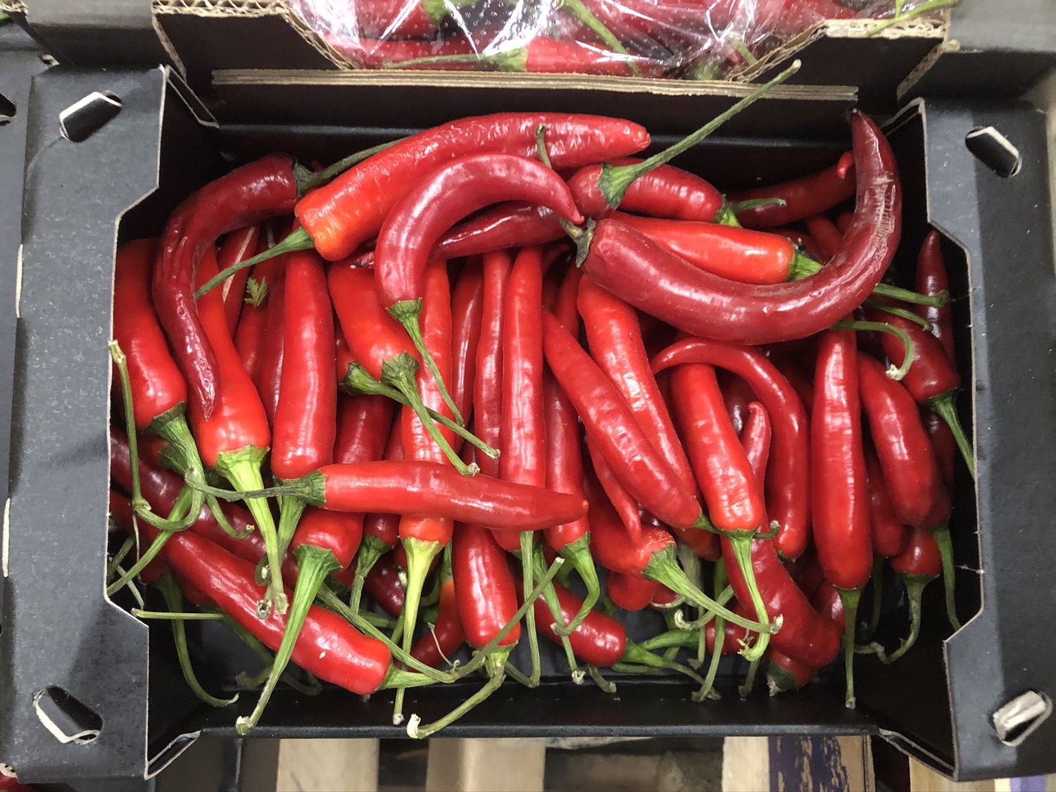 RED CHILLI PEPPERS