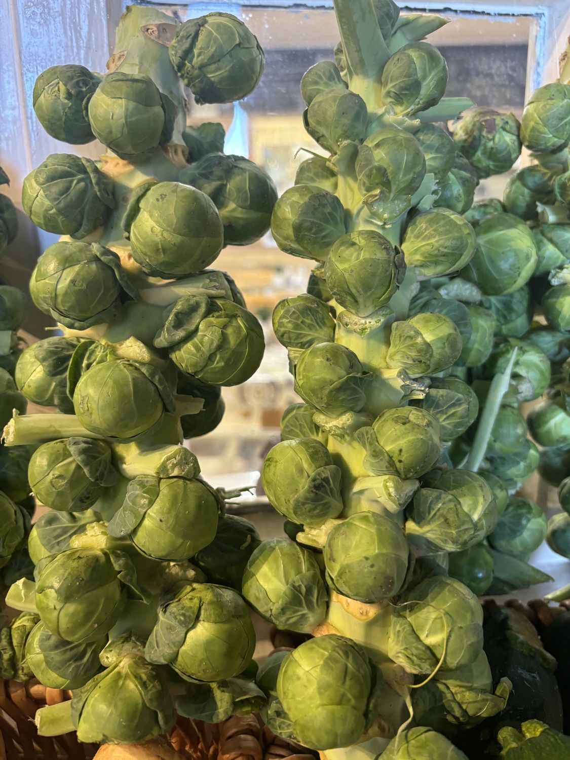 SPROUT STALKS