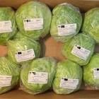 ICEBURG ORGANIC LETTUCE