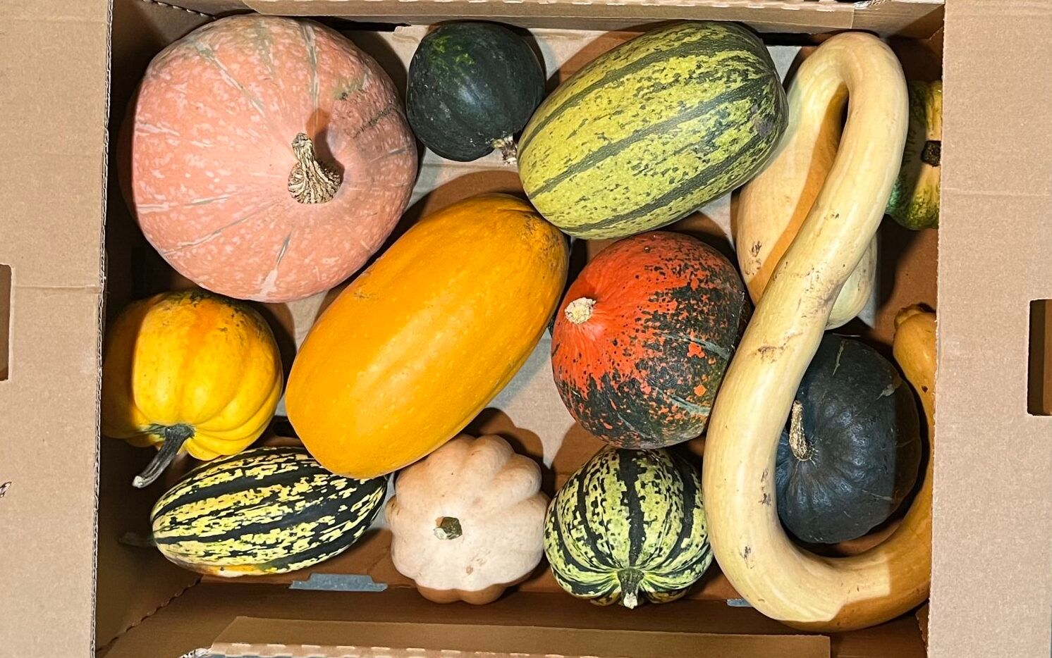 MIXED SQUASH