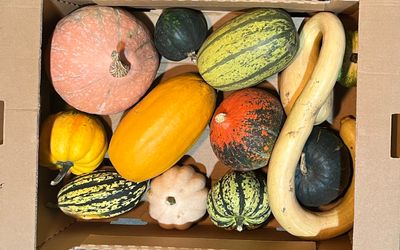 MIXED SQUASH