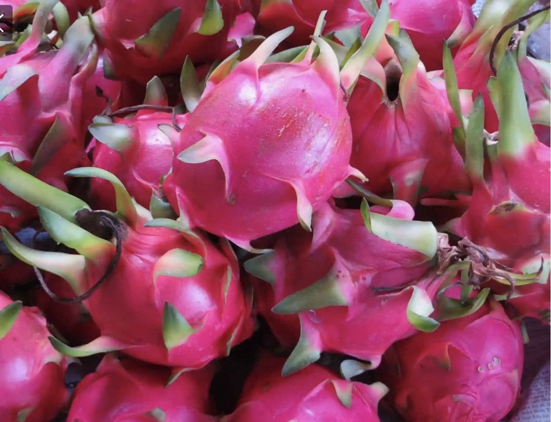 PITAYA DRAGON FRUIT EACH