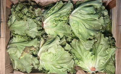 CURLY LETTUCE