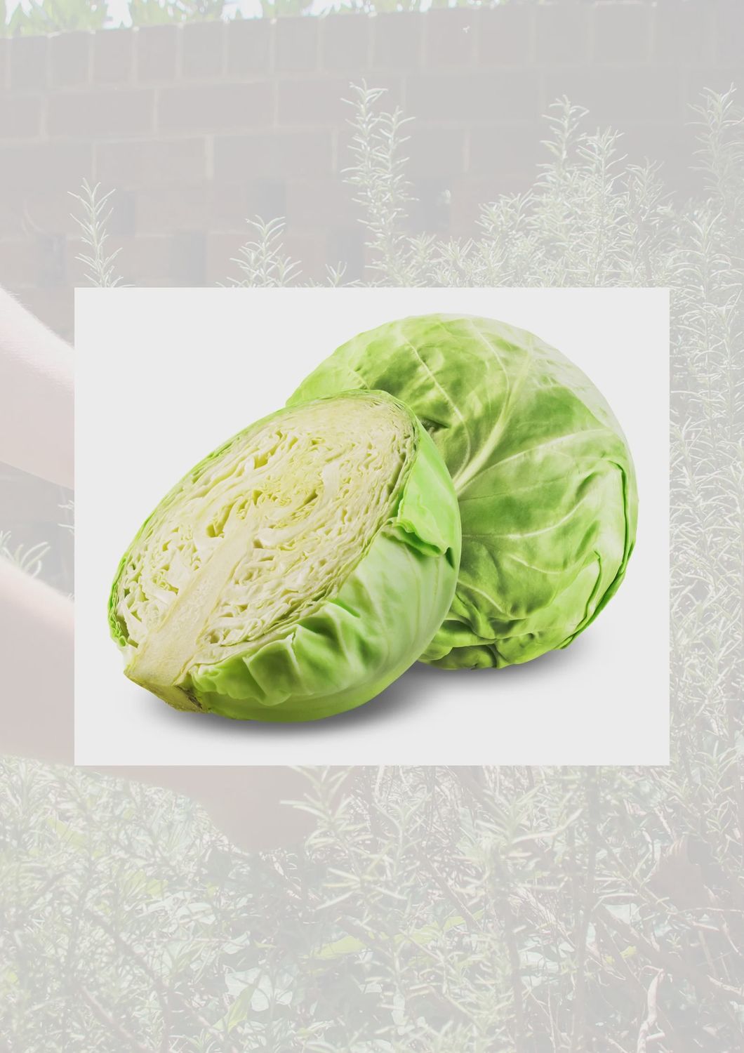 WHITE CABBAGE