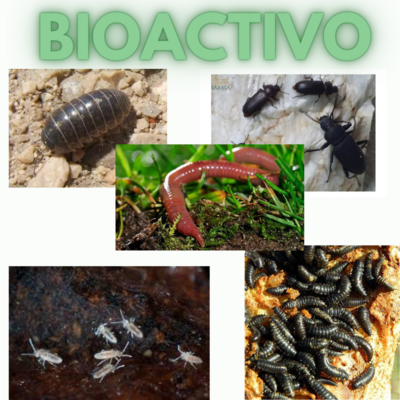 Bio Activo