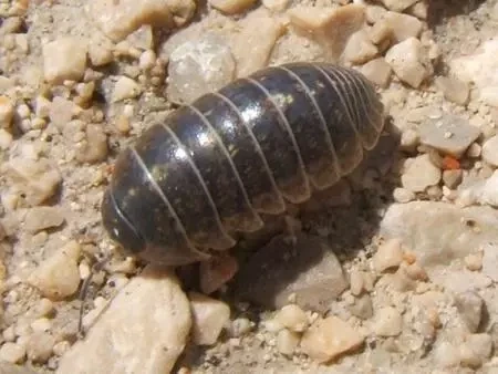 COCHINILLA