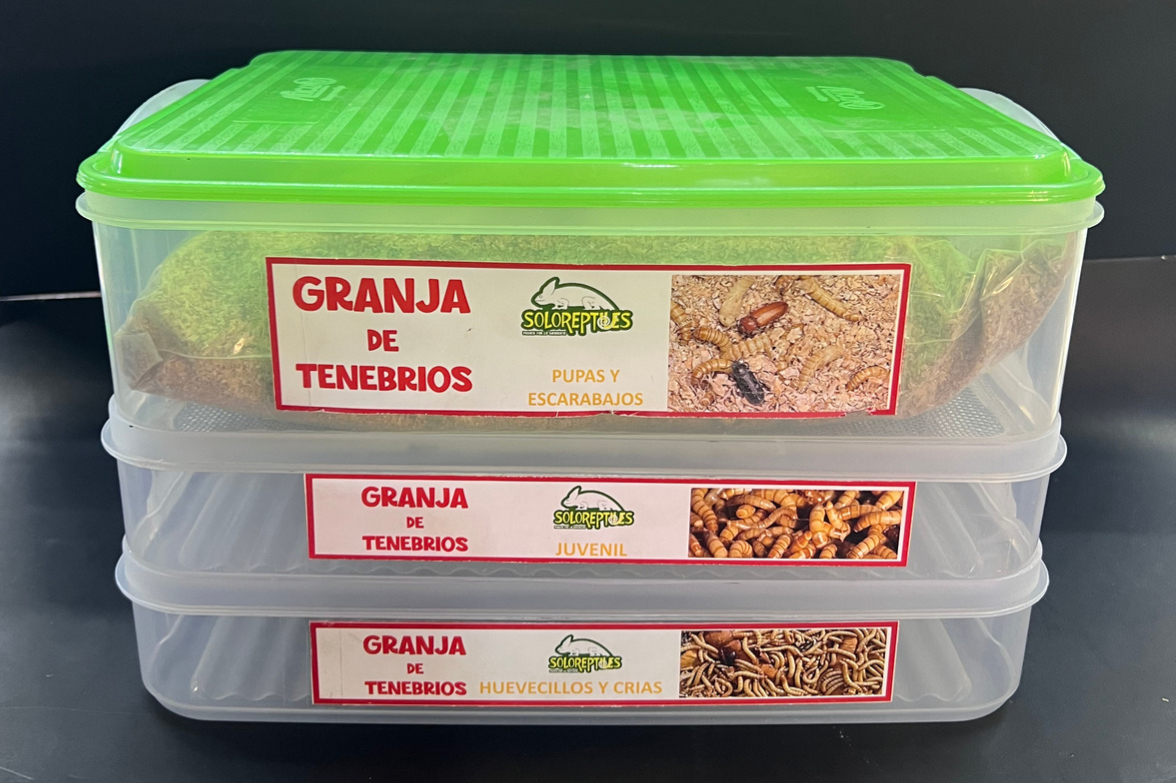 GRANJA DE TENEBRIOS