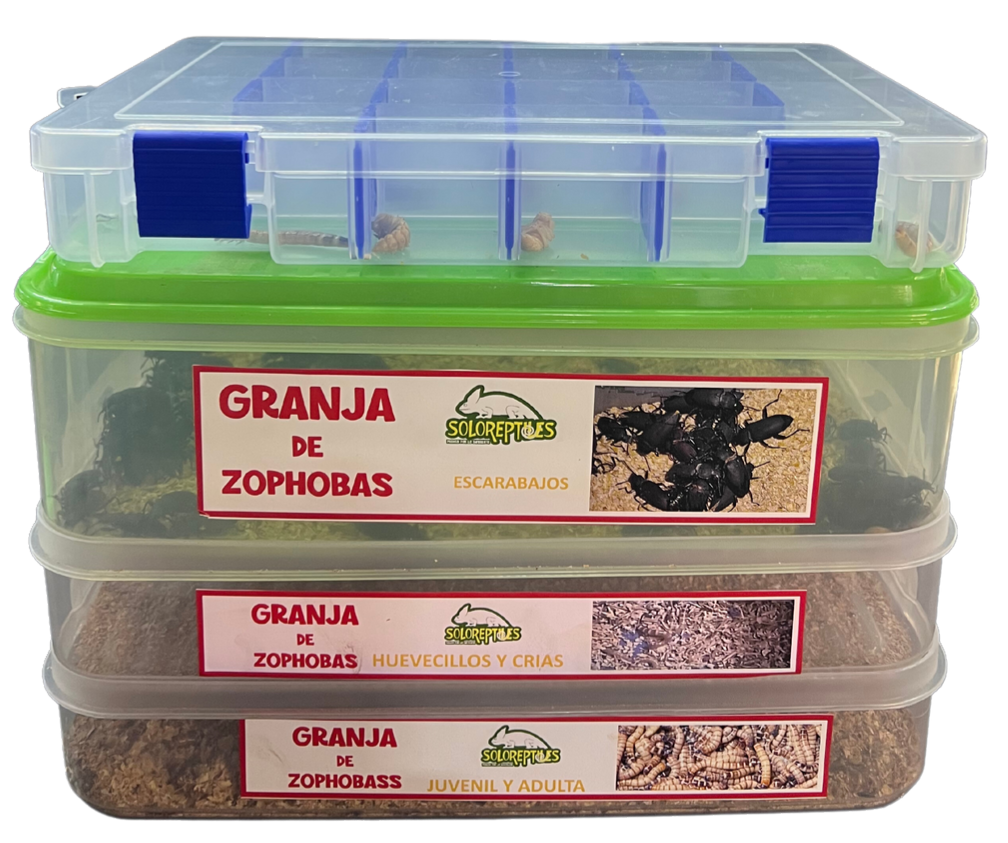 GRANJA DE ZOPHOBAS