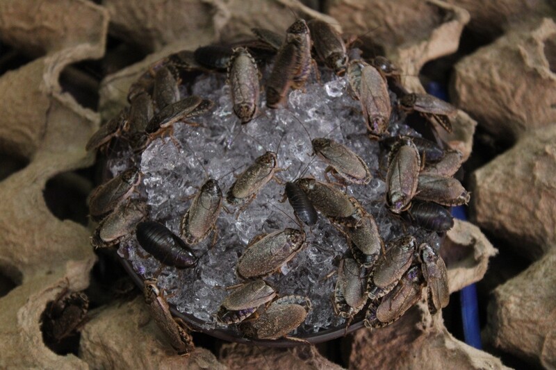 GEL HIDRATANTE PARA INSECTOS 50gr