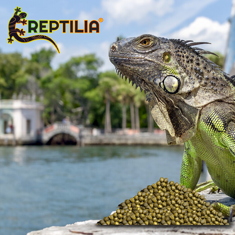 ALIMENTO PARA IGUANA JUVENIL 700gr