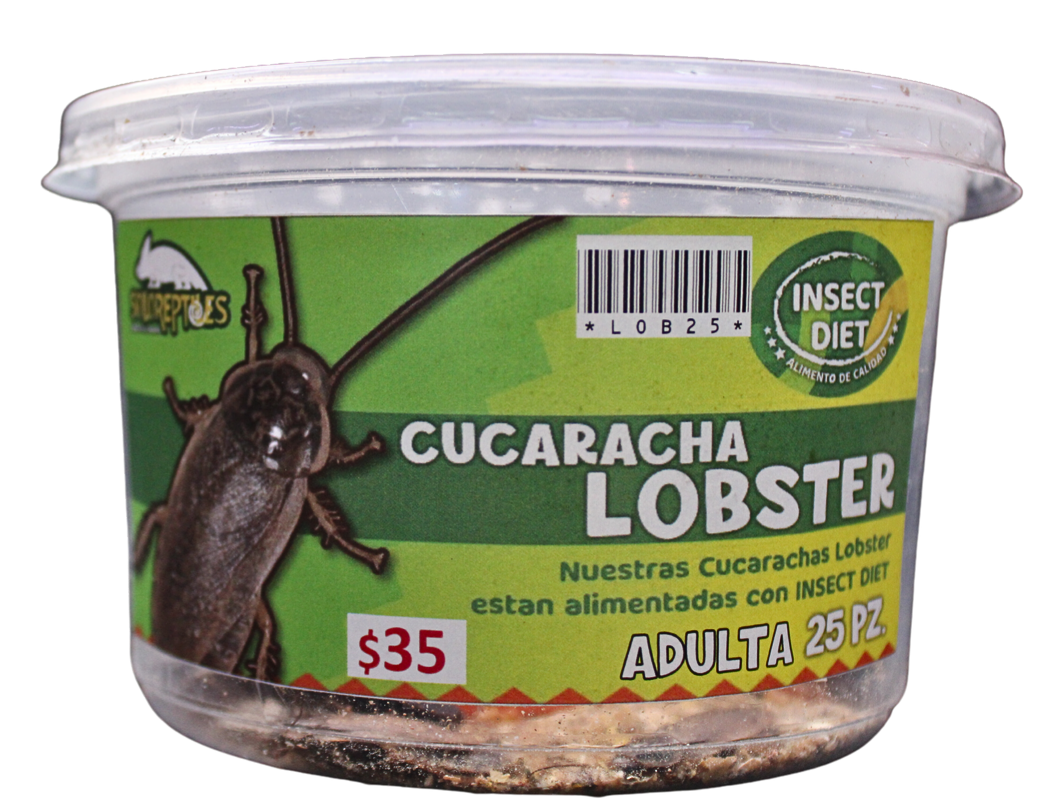 CUCARACHA LOBSTER 25pz ADULTAS