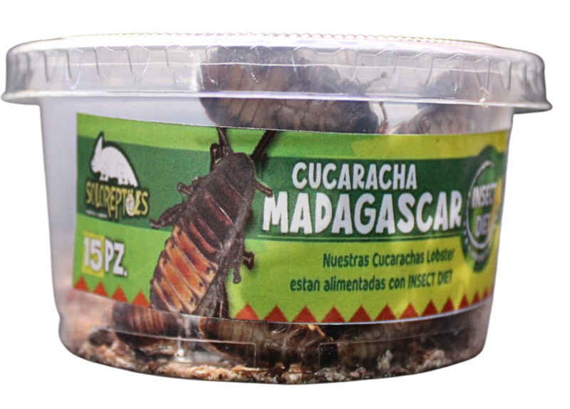 CUCARACHA MADAGASCAR 15pz CHICAS