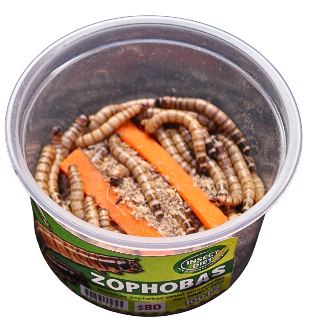 ZOPHOBA 100pz
