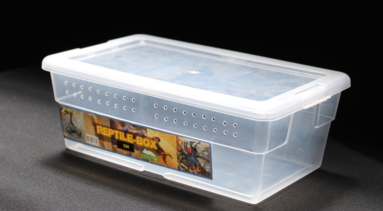 REPTIL BOX CHICO