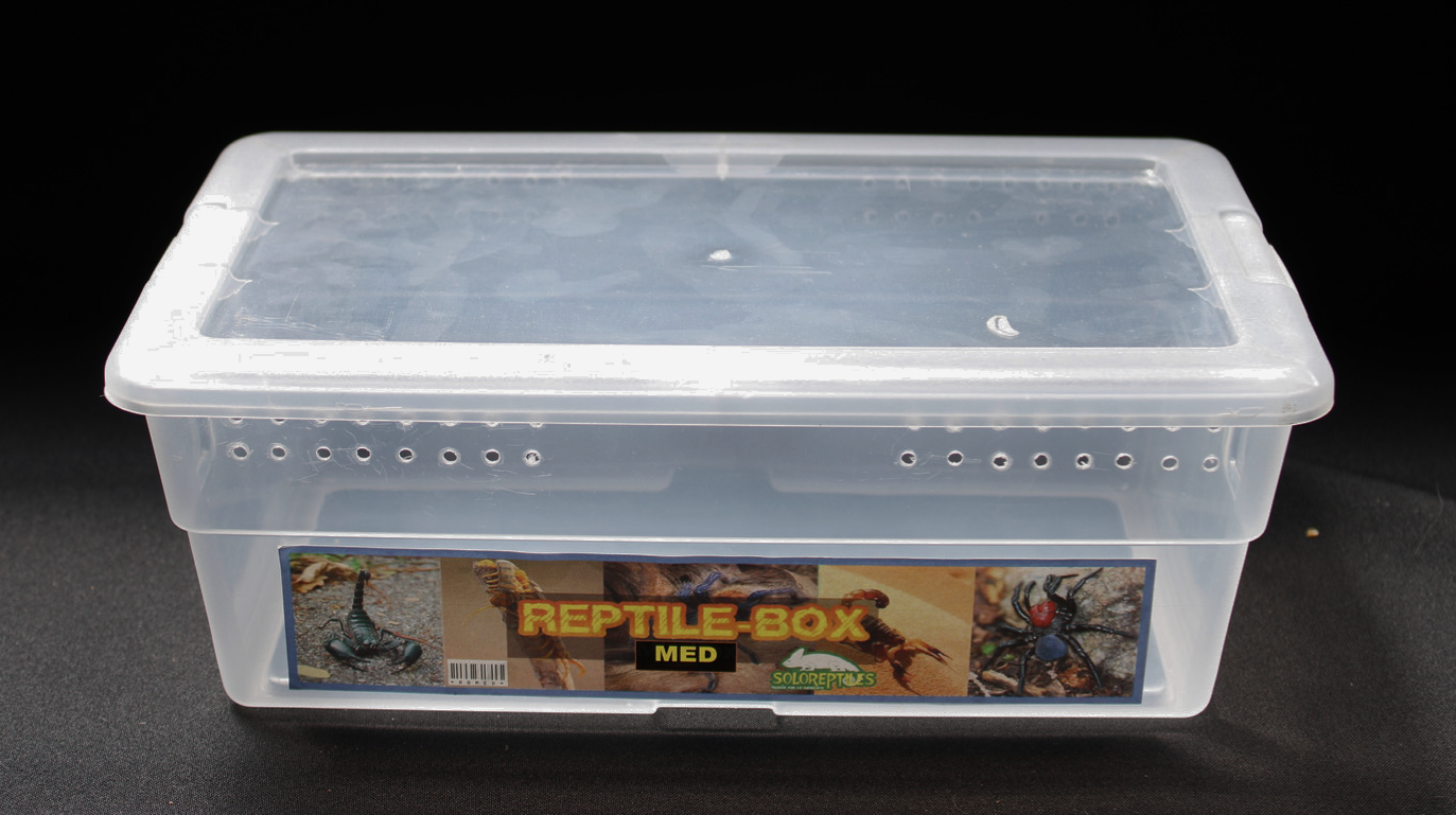 REPTIL BOX MEDIANO