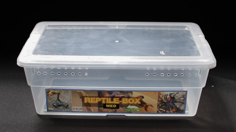 REPTIL BOX MEDIANO