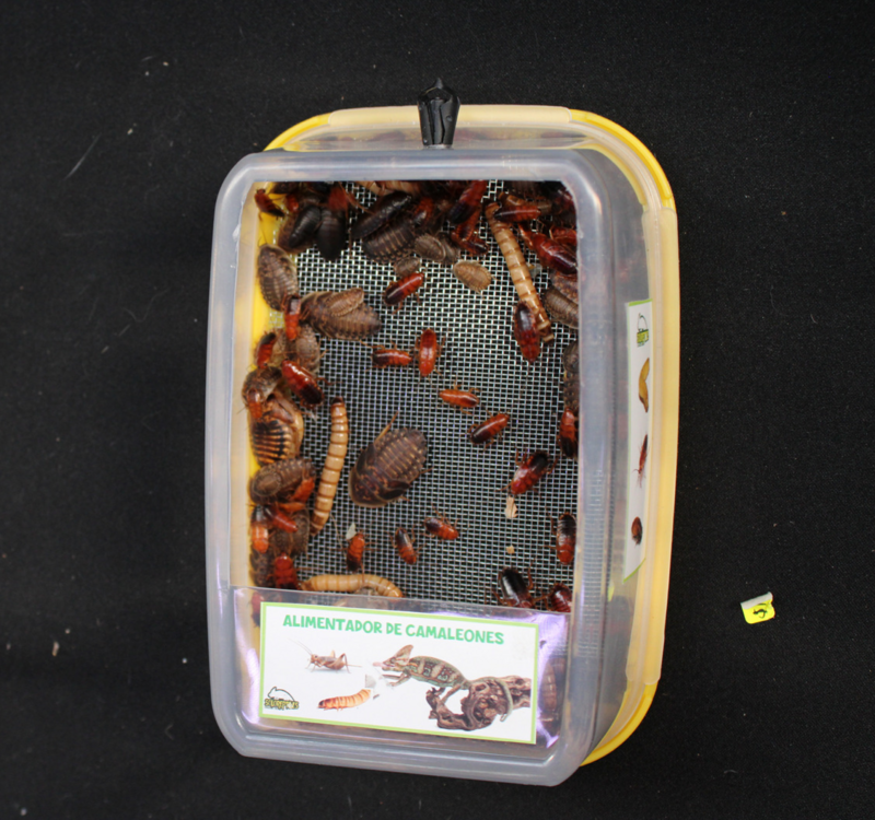 ALIMENTADOR PARA CAMALEONES SOLOREPTILES PLASTICO
GRANDE