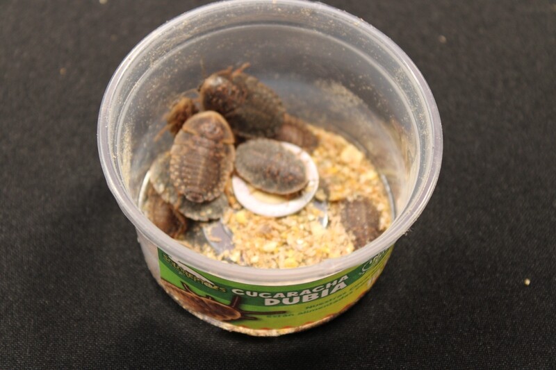 CUCARACHA DUBIA 10pz MEDIANAS