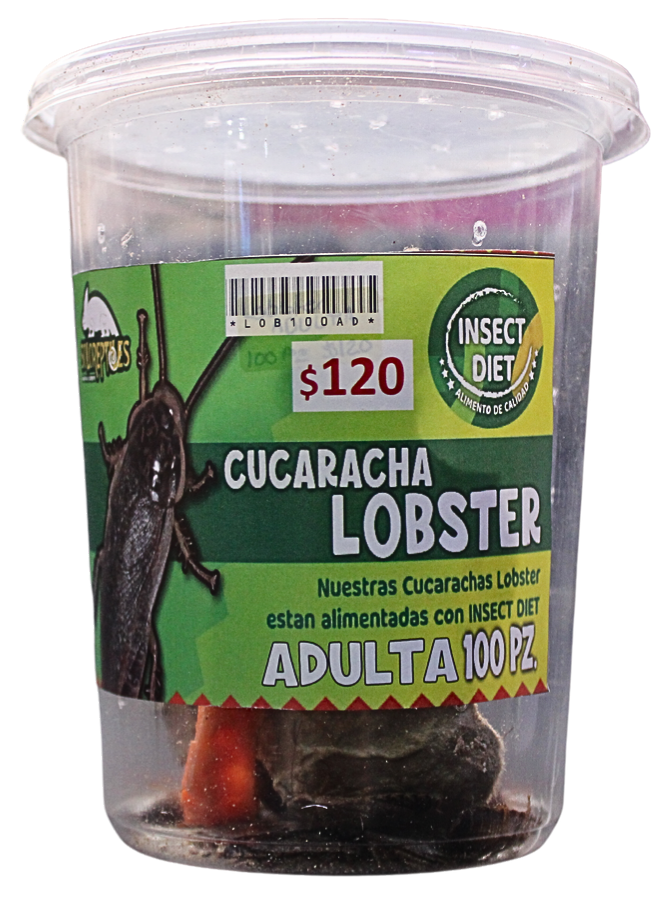 CUCARACHA LOBSTER 100pz ADULTAs