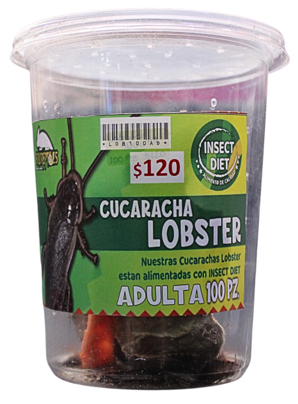CUCARACHA LOBSTER 100pz ADULTAs