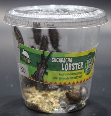 CUCARACHA LOBSTER 30pz JUVENILES