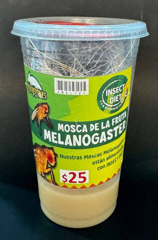 MOSCA DE LA FRUTA MELANOGASTER MEDIANO