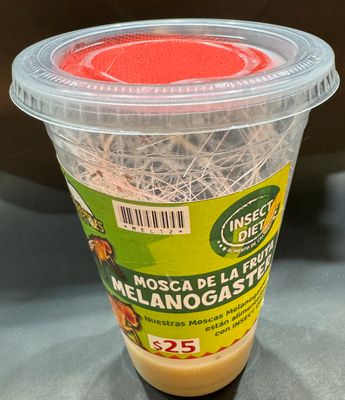 MOSCA DE LA FRUTA MELANOGASTER MEDIANO