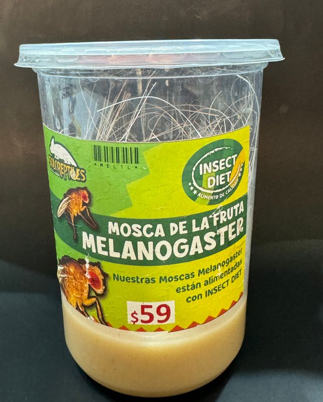 MOSCA DE LA FRUTA MELANOGASTER GRANDE